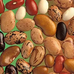Kidney Beans Organic