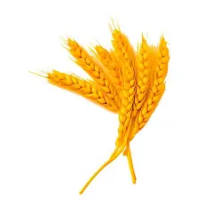 Wheat From Organic Farms